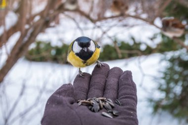 The tit eats seeds from a hand. A tit bird sitting on the hand and eating nuts. Caring for animals in winter or autumn.