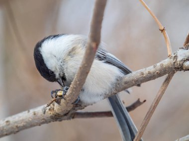 Cute bird The willow tit, song bird sitting on a branch without leaves in the winter. Willow tit perching on tree in winter. The willow tit, lat. Poecile montanus.