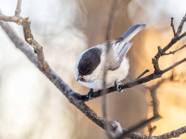 Cute bird The willow tit, song bird sitting on a branch without leaves in the winter. Willow tit perching on tree in winter. The willow tit, lat. Poecile montanus.
