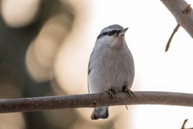 Avrasya tımarhanesi ya da ahşap tımarhanesi. Sitta europaea, arka planı bulanık bir ağaç dalında oturuyor. Gri ve turuncu renkli, siyah gözlü küçük kuş..
