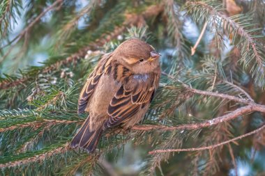 Sparrow gün batımında bir köknar dalında oturuyor. Sonbaharda ya da kışın bir dalda serçe