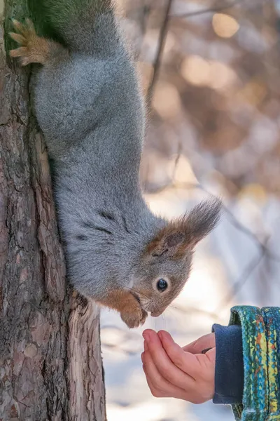 Niño Pequeño Invierno Alimenta Una Ardilla Con Una Nuez Lindo —  Fotos de Stock