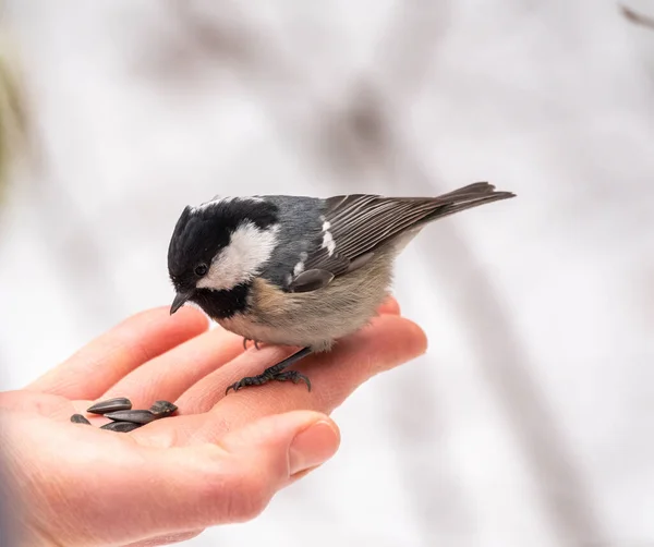 Tit Eats Seeds Hand Tit Bird Sitting Hand Eating Nuts — Stock Fotó