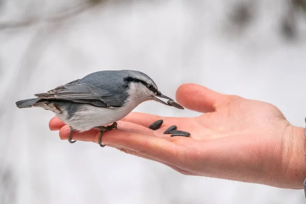 ユーラシアナッツはヤシの種を食べる 冬か秋の間に手から種を食べる空腹の鳥の木のナッチ 冬または秋の動物の世話 — ストック写真