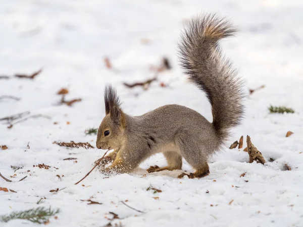 Scoiattolo Nasconde Noci Nella Neve Bianca Scoiattolo Rosso Eurasiatico Sciurus — Foto Stock