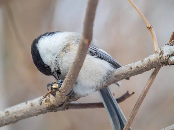 Cute Bird Willow Tit Song Bird Sitting Branch Leaves Winter — Foto de Stock