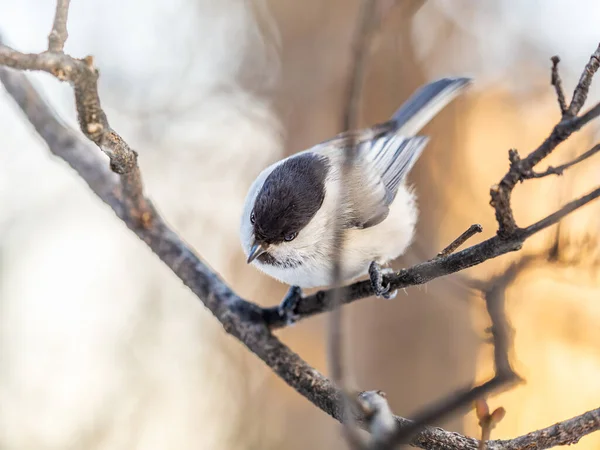 Cute Bird Willow Tit Song Bird Sitting Branch Leaves Winter — Stockfoto