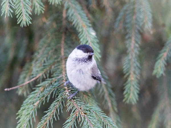 Cute Bird Willow Tit Song Bird Sitting Fir Branch Willow — Stok fotoğraf