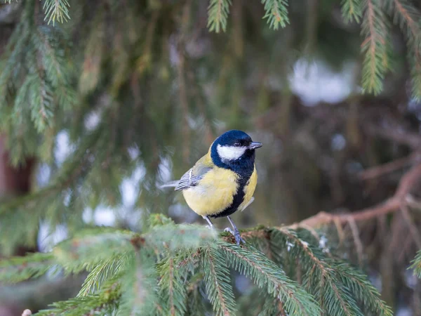 Cute Bird Great Tit Songbird Sitting Nice Fir Branch Parus — Stockfoto