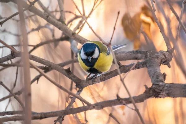 Cute Bird Great Tit Songbird Sitting Branch Leaves Autumn Winter — Stock Fotó