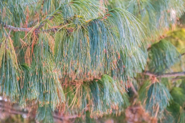 美しい背景を持つ長いふわふわの針を持つ杉の枝 ピヌス シビリカ またはシベリアの松 細長い針で松の枝 松の木は柔らかくてふわふわしている — ストック写真