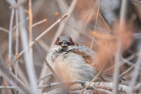 Sparrow Est Assis Sur Une Branche Sans Feuilles Bruant Sur — Photo