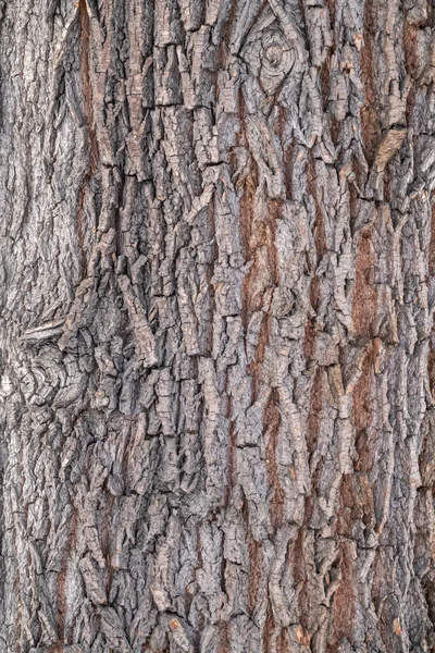 Yaşlı Bir Söğüt Ağacının Kabuğunun Dokusu Detaylı Ağaç Kabuğu Dokusu — Stok fotoğraf