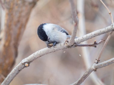 Cute bird The willow tit, song bird sitting on a branch without leaves in the winter. Willow tit perching on tree in winter. The willow tit, lat. Poecile montanus.