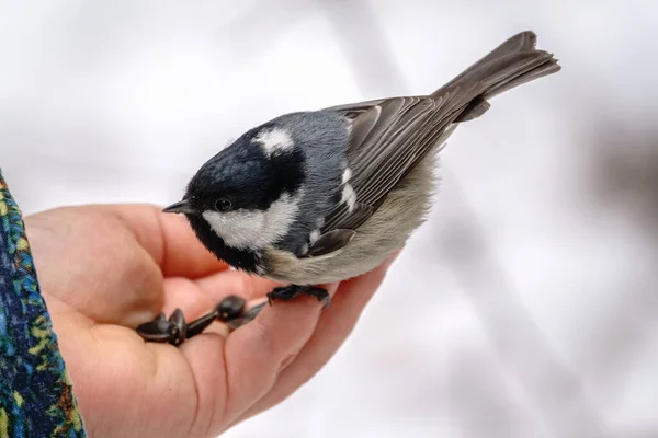Tit Eats Seeds Child Hand Tit Bird Sitting Hand Eating — Stockfoto