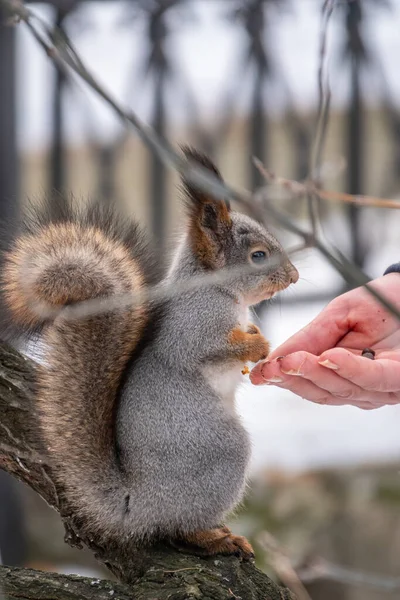 松鼠在冬天吃人手里的坚果 在冬天或秋天照顾动物 欧亚红松鼠 粗壮的科学龙 — 图库照片
