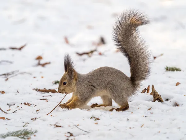 Squirrel Hides Nuts White Snow Eurasian Red Squirrel Sciurus Vulgaris — Stock Photo, Image