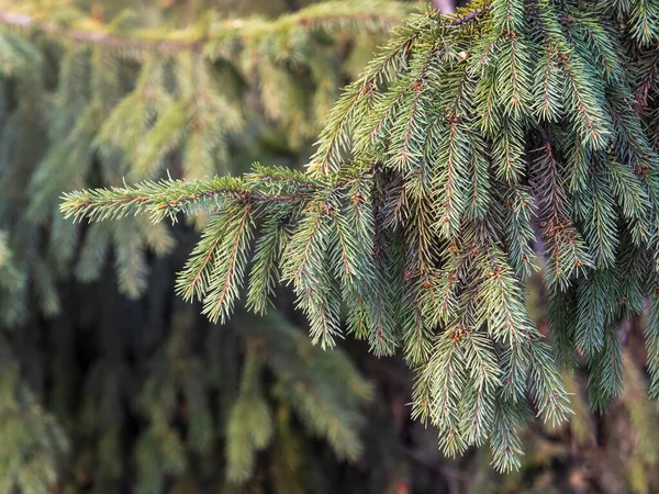 Groene Sparren Takken Winter Bij Zonsondergang Takken Van Dennenboom Als — Stockfoto