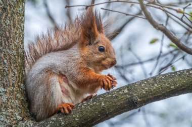 Fındıklı sincap bahar veya yaz aylarında bir dalda oturur. Avrasya kızıl sincabı, Sciurus vulgaris