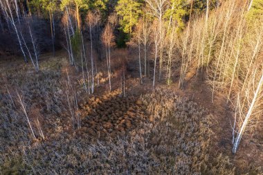 Göz kamaştırıcı sonbahar sonbahar ormanlarının insansız hava aracı görüntüsü. Drone Hava Görüntüleme Konsepti.
