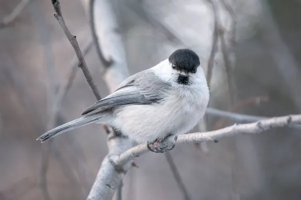 Cute Bird Willow Tit Song Bird Sitting Branch Leaves Winter — 图库照片