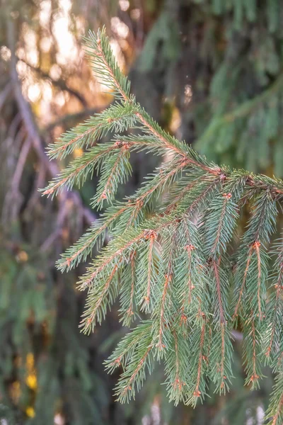 Grön Gran Grenar Vintern Vid Solnedgången Filialer Gran Träd Som — Stockfoto