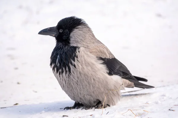 Kış Günü Karlar Altında Karga Gibi Kapanıyoruz Kapüşonlu Karga Corvus — Stok fotoğraf