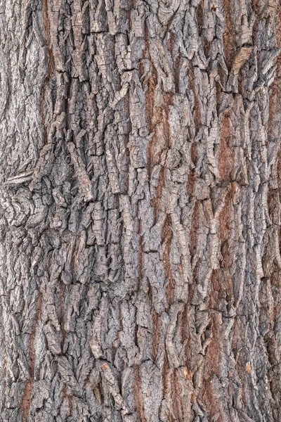 古い柳の樹皮の食感 詳細な樹皮の質感 自然背景 — ストック写真