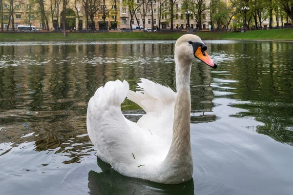 Graceful White Swan Swim Pond City Park Mute Swan Cygnus — Stock Photo, Image