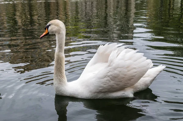 Elegante Cisne Blanco Nadando Lago Con Agua Oscura Cisne Blanco —  Fotos de Stock