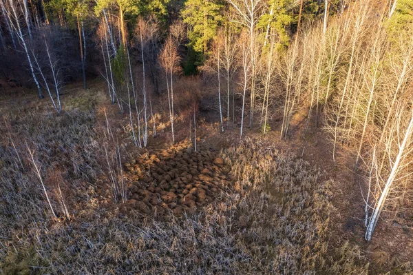 Luchtfoto Drone Uitzicht Prachtige Kleurrijke Herfst Herfstbos Drone Luchtzicht Concept — Stockfoto