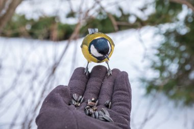 The tit eats seeds from a hand. A tit bird sitting on the hand and eating nuts. Caring for animals in winter or autumn.