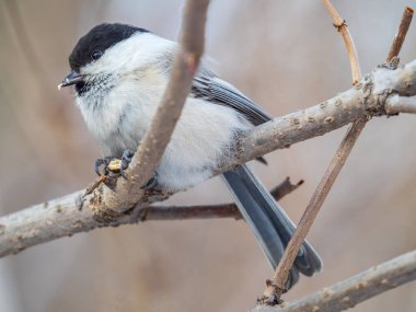 Cute bird The willow tit, song bird sitting on a branch without leaves in the winter. Willow tit perching on tree in winter. The willow tit, lat. Poecile montanus.