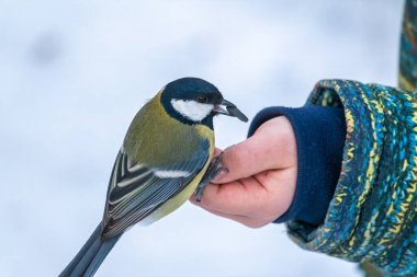The Great tit eats seeds from a palm of little boy. A tit bird sitting on the hand and eating seeds. Hungry bird Great tit eating seeds from a hand during autumn