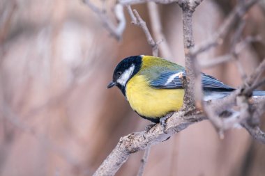 Cute bird Great tit, songbird sitting on a branch without leaves in the autumn or winter. Parus major
