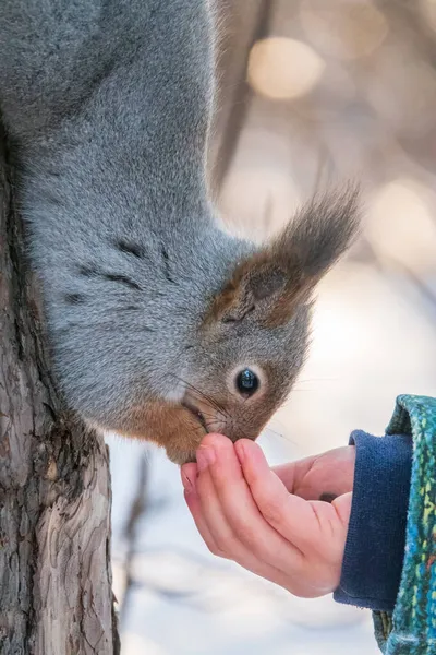Petit Enfant Hiver Nourrit Écureuil Avec Une Noix Petit Garçon — Photo