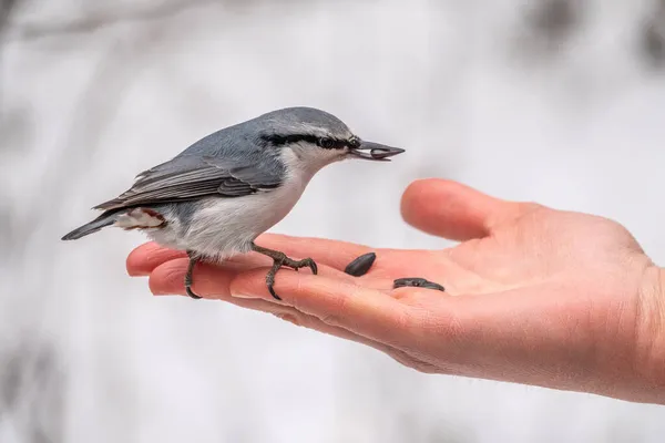 Eurázsiai Nuthatch Pálmából Eszi Magokat Éhes Madárfa Nünudli Eszik Magokat — Stock Fotó