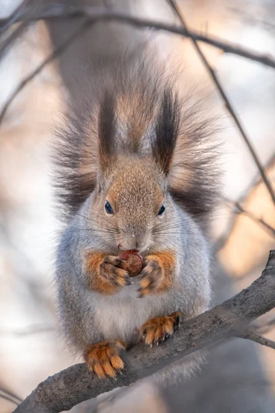 Ardilla Con Nuez Sienta Árbol Invierno Finales Otoño Ardilla Roja — Foto de Stock