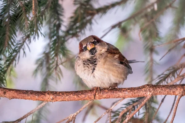 Sparrow Gün Batımında Bir Köknar Dalında Oturuyor Sonbaharda Kışın Bir — Stok fotoğraf