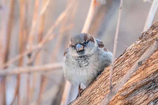 Sparrow Yaprakları Olmayan Bir Dalda Oturuyor Sonbaharda Kışın Bir Dalda — Stok fotoğraf