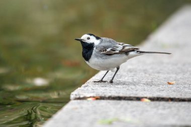 Şirin beyaz kuyruklu kuş, Motacilla Alba göl kıyısında duruyor. Beyaz kuyruk, Motacillidae familyasından küçük bir kuş türü.