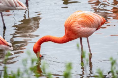 Amerikan flamingosu Phoenicopterus ruber göl kıyısında suyun üzerinde duruyor. Büyük bir flamingo türüdür.