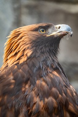 Yırtıcı Kuş Altın Kartal 'ın portresi. Altın kartal, Aquila chrysaetos, kuzey yarımkürede yaşayan bir yırtıcı kuş türüdür..