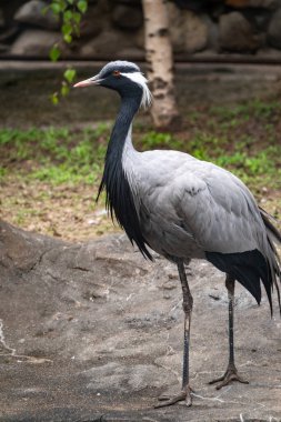 Matmazel Crane, latte. Hayvanat bahçesinde antropoides başak veya Grus başak. Uzun bacaklı zarif büyük bir kuş..