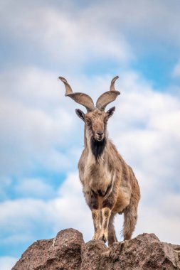 Markhor, Capra Falconeri, Orta Asya 'ya özgü vahşi keçi Karakoram ve Himalayalar mavi gökyüzü arka planında duran kayalar. Erkekler sıkıca kıvrılmış, tirbuşon gibi boynuzları var, 160 cm uzunluğunda.