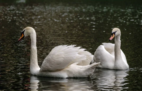 Due Graziosi Cigni Bianchi Nuotano Nell Acqua Scura Cigno Muto — Foto Stock