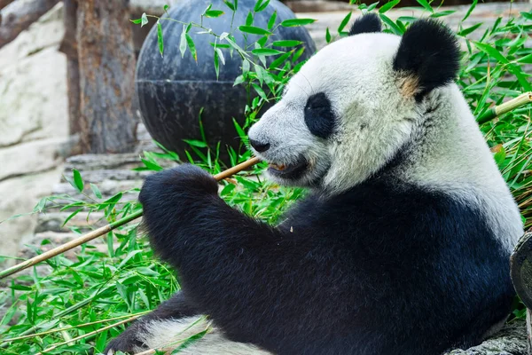 Urso Panda Gigante Senta Enquanto Come Talo Bambu Panda Gigante — Fotografia de Stock