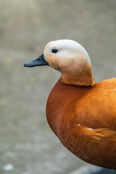 Ruddy Shelduck Stands Stone Pavement Ruddy Shelduck Tadorna Ferruginea — Stock Photo, Image