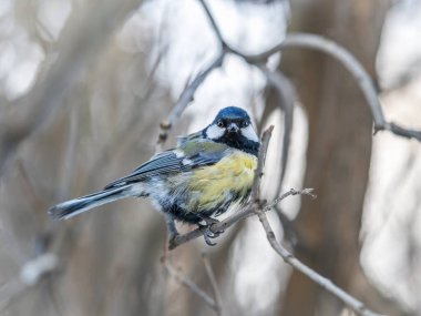 Cute bird Great tit, songbird sitting on a branch without leaves in the autumn or winter. Parus major