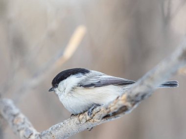 Cute bird The willow tit, song bird sitting on a branch without leaves in the winter. Willow tit perching on tree in winter. The willow tit, lat. Poecile montanus.